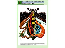 Рельефная таблица "Внутреннее строение жука" (формат А1, матовое ламинирование) - fgospostavki.ru - Апатиты