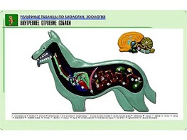 Рельефная таблица "Внутреннее строение собаки" (формат А1, матовое ламинирование) - fgospostavki.ru - Апатиты