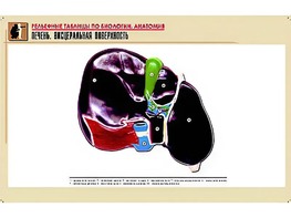 Рельефная таблица "Печень. Висцеральная поверхность" (формат А1, матовое ламинирование) - fgospostavki.ru - Апатиты