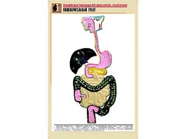 Рельефная таблица "Пищеварительный тракт" (формат А1, матовое ламинирование) - fgospostavki.ru - Апатиты