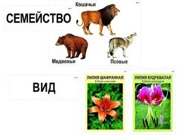 Модель-аппликация "Классификация растений и животных" (ламинированная) - fgospostavki.ru - Апатиты
