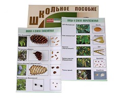 Коллекция "Шишки, плоды, семена деревьев и кустарников" - fgospostavki.ru - Апатиты