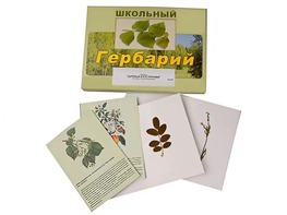 Гербарий "Деревья и кустарники" (22 вида, с иллюстрациями) - fgospostavki.ru - Апатиты