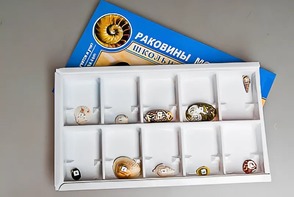 Коллекция "Раковины моллюсков" - fgospostavki.ru - Апатиты