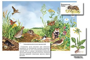 Магнитный плакат-аппликация "Луг: биоразнообразие и взаимосвязи в сообществе" - fgospostavki.ru - Апатиты