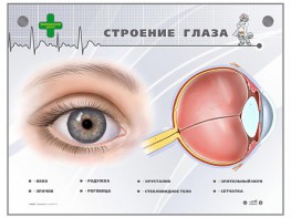 Интерактивный стенд "Строение глаза" - fgospostavki.ru - Апатиты