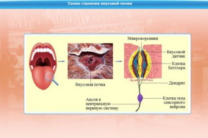 Интерактивные курсы. Биология 10 класс. Расширенный. - fgospostavki.ru - Апатиты
