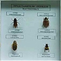 Коллекция энтомологическая "Представители отряда насекомых" - fgospostavki.ru - Апатиты