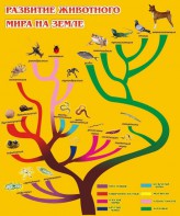 Стенд "Развитие животного мира на земле" - fgospostavki.ru - Апатиты