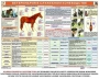 Комплект плакатов "Служебное коневодство" - fgospostavki.ru - Апатиты